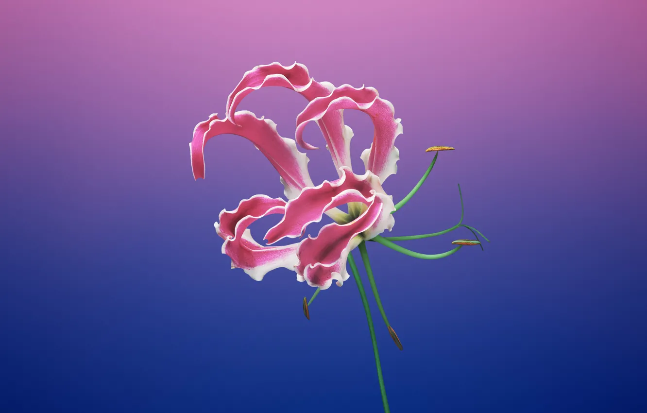 Photo wallpaper apple, flower, stock photo