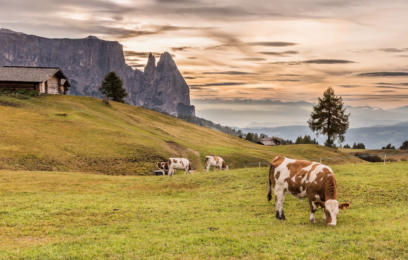 Photo wallpaper mountains, nature, cows