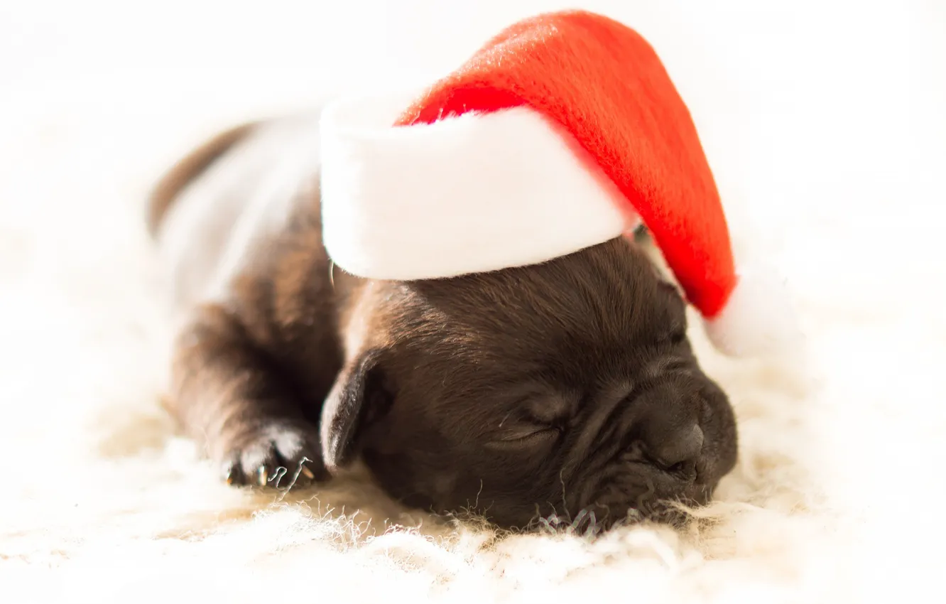 Photo wallpaper red, sleep, dog, small, baby, muzzle, Christmas, sleeping