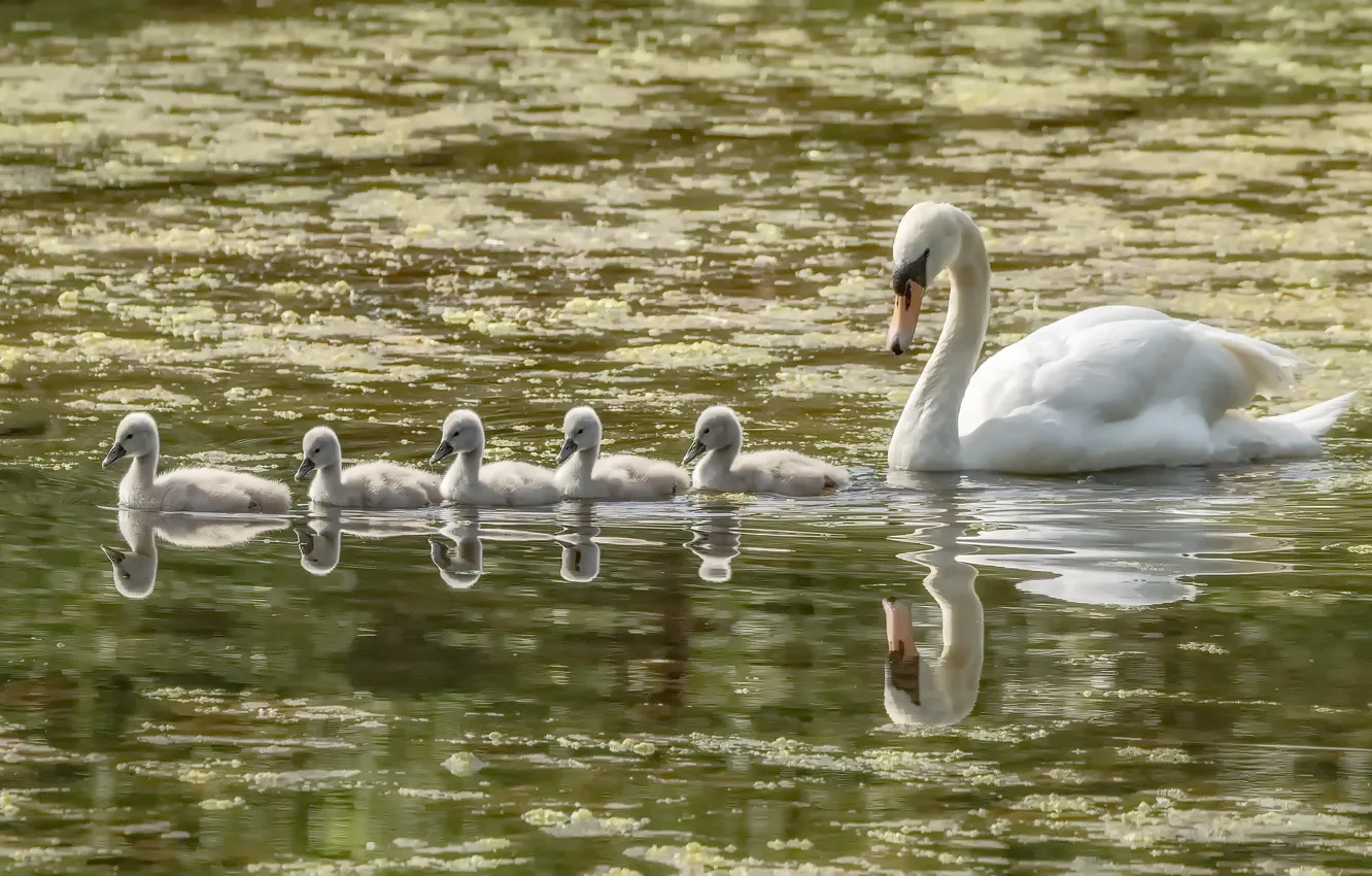 Photo wallpaper nature, bird, swans