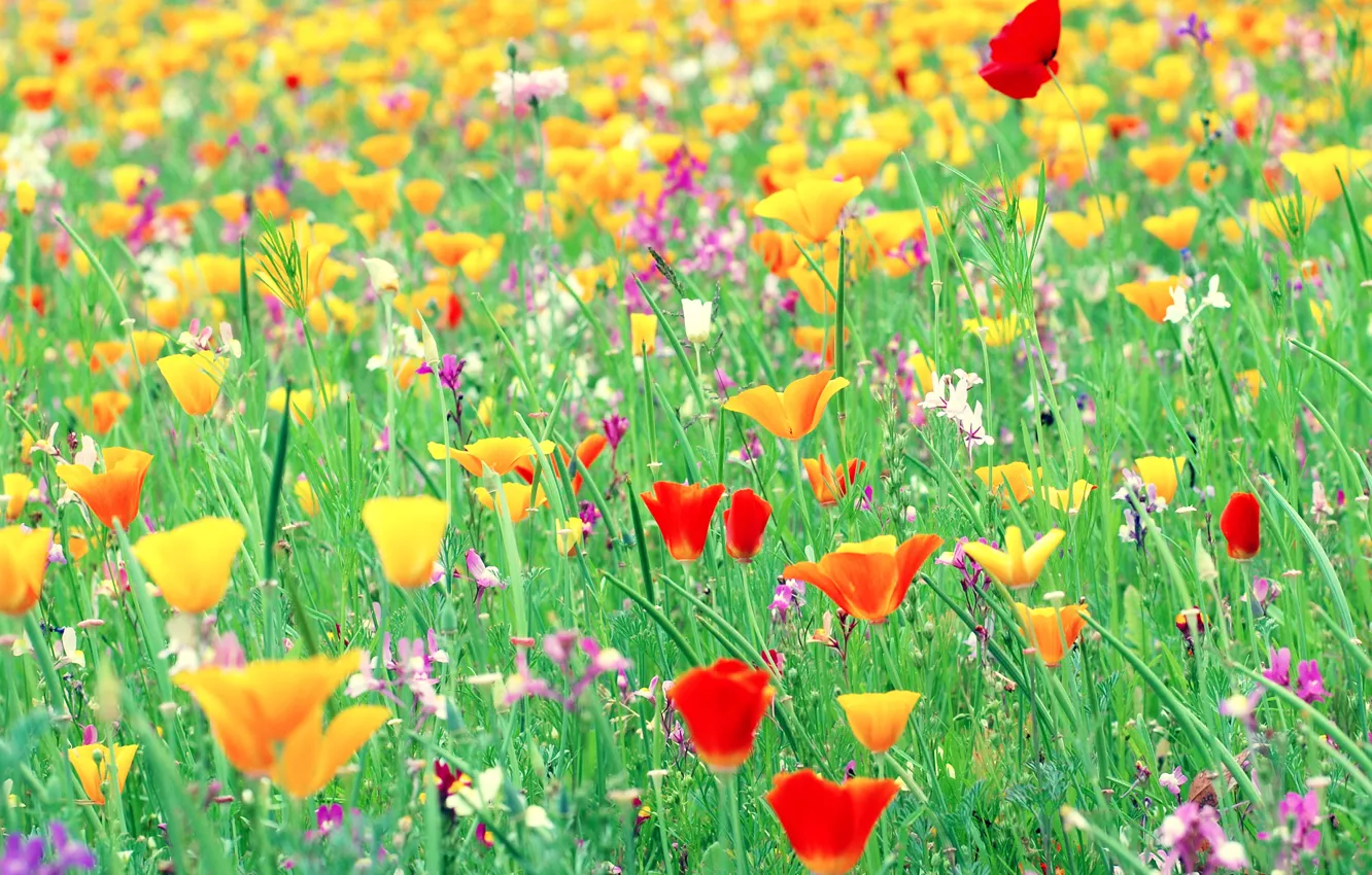 Photo wallpaper grass, Mac, meadow