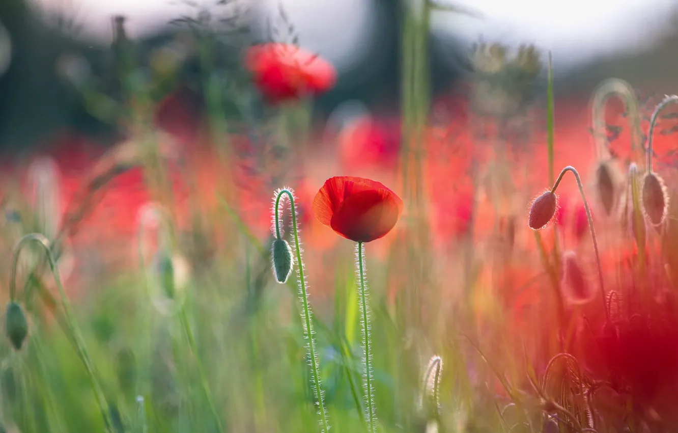 Photo wallpaper field, summer, light, flowers, red, nature, glade, Mac