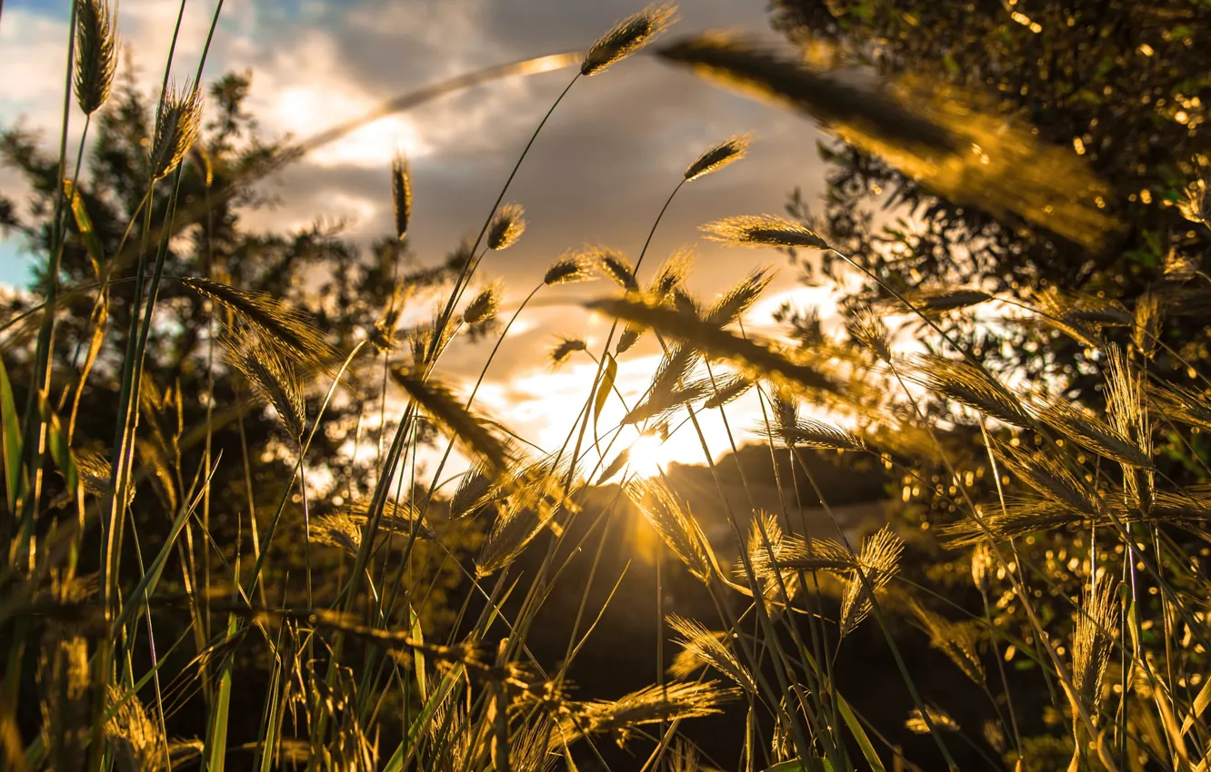 Photo wallpaper grass, macro, light, trees, bokeh