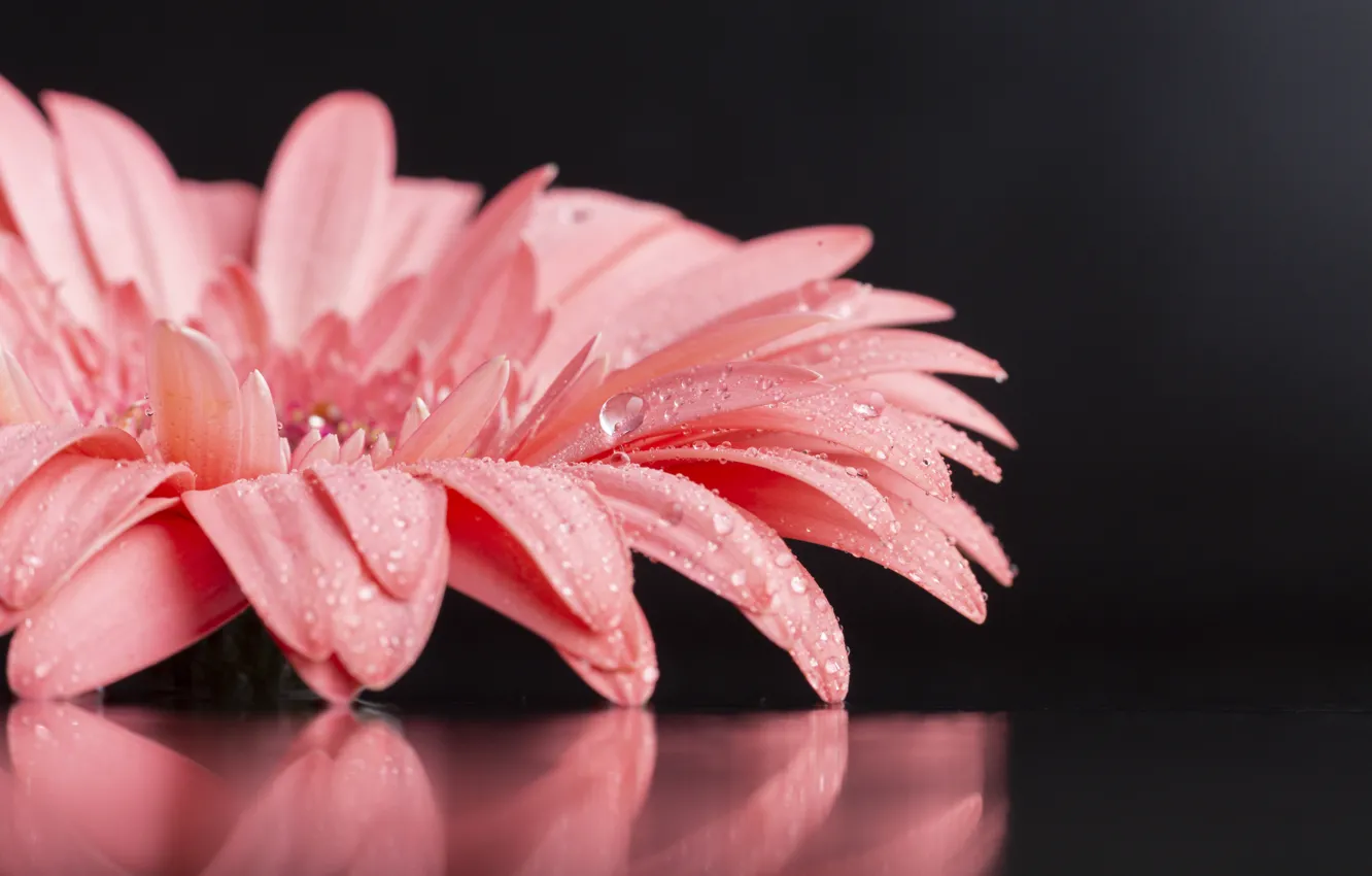 Photo wallpaper flower, macro, close-up, reflection, background, pink, gerbera, Cerny