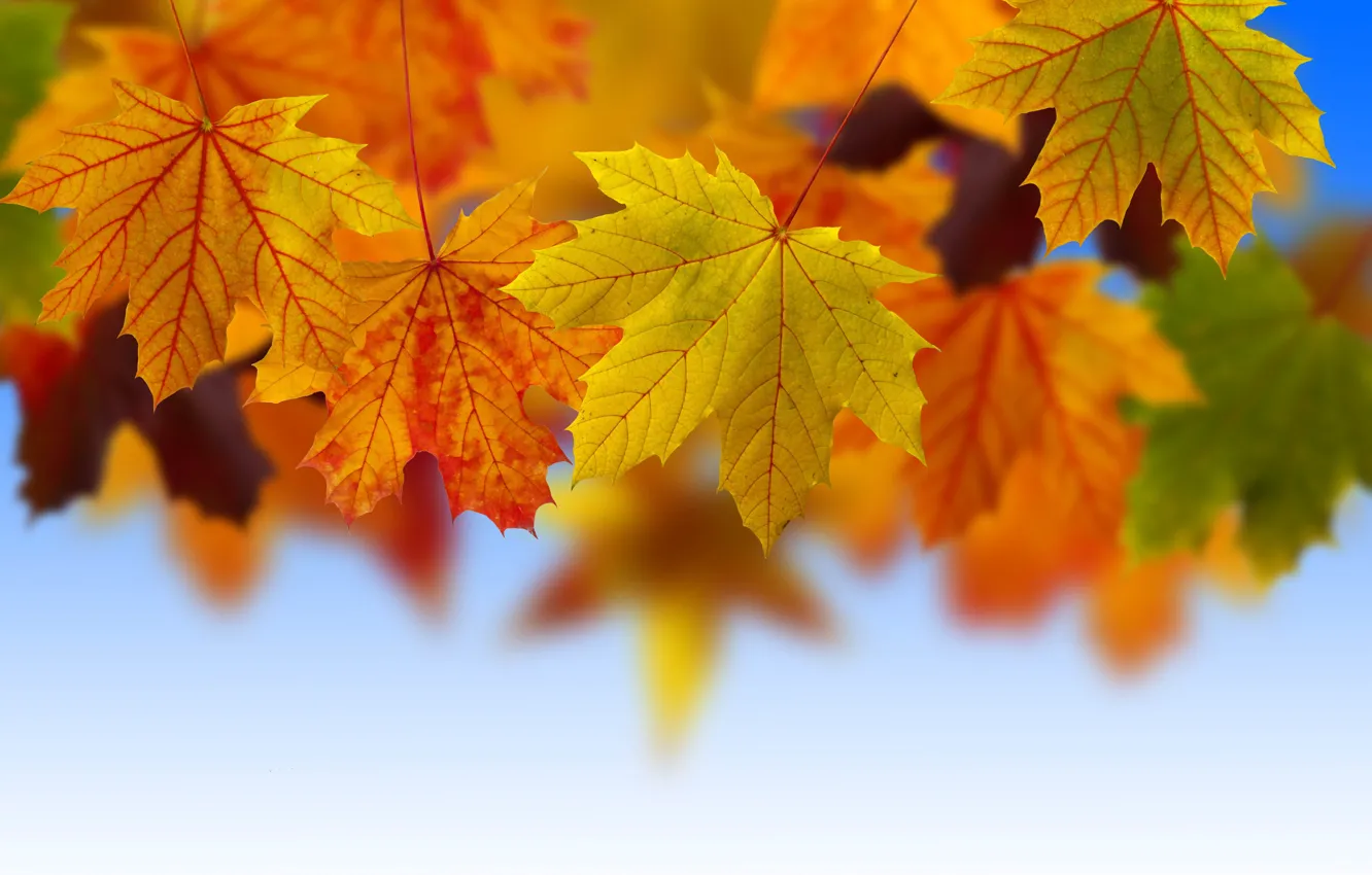Photo wallpaper autumn, the sky, leaves, nature, foliage, yellow, red, red