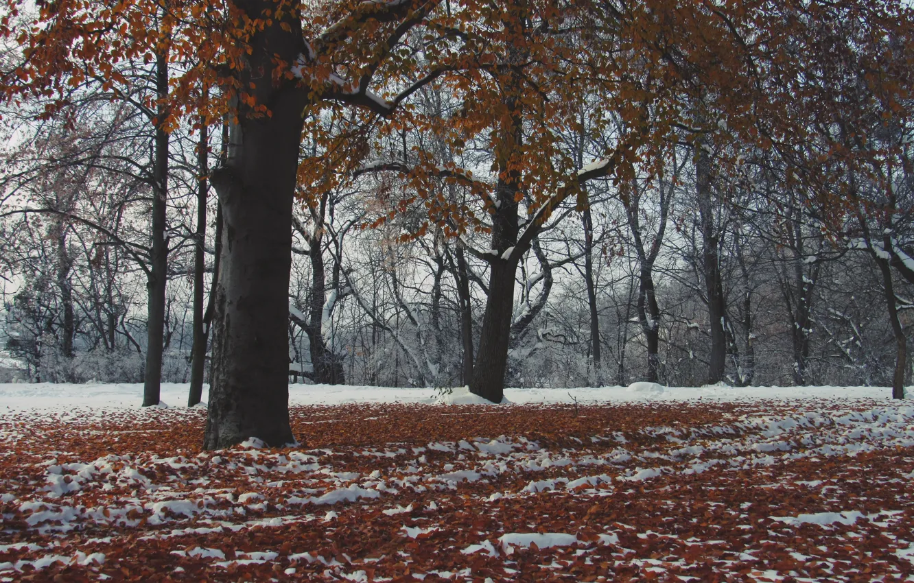 Photo wallpaper autumn, leaves, snow, trees