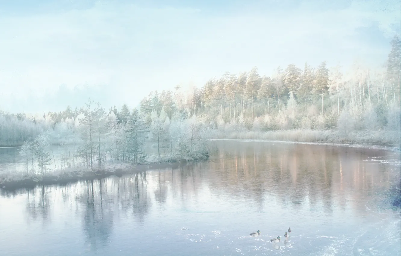 Photo wallpaper winter, frost, forest, snow, lake, shore, duck, pond