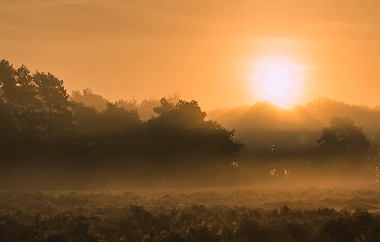 Photo wallpaper field, the sun, fog, dawn