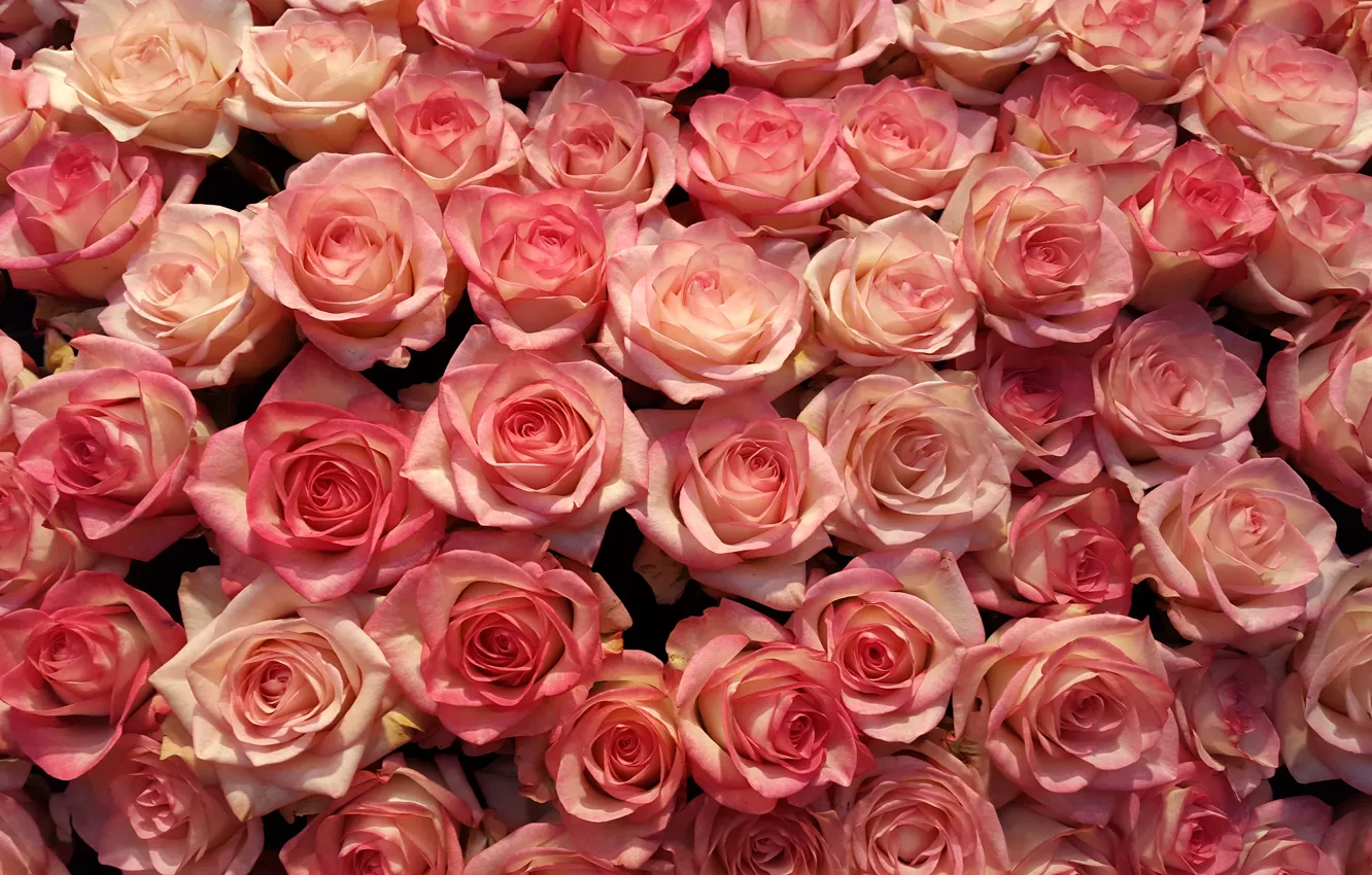 Photo wallpaper flowers, roses, petals, pink, buds, a lot