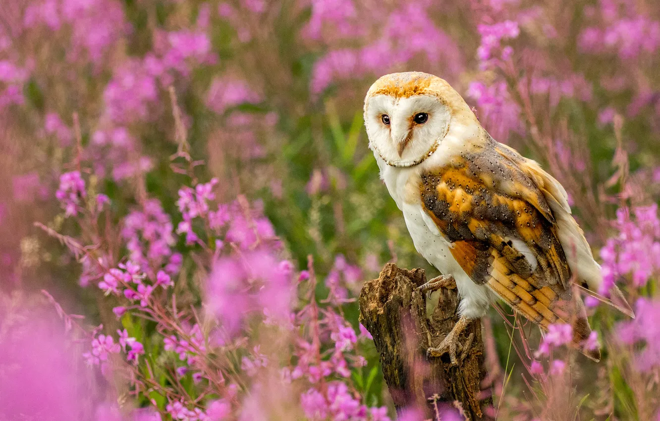 Photo wallpaper flowers, owl, bird, pink, bokeh, the barn owl