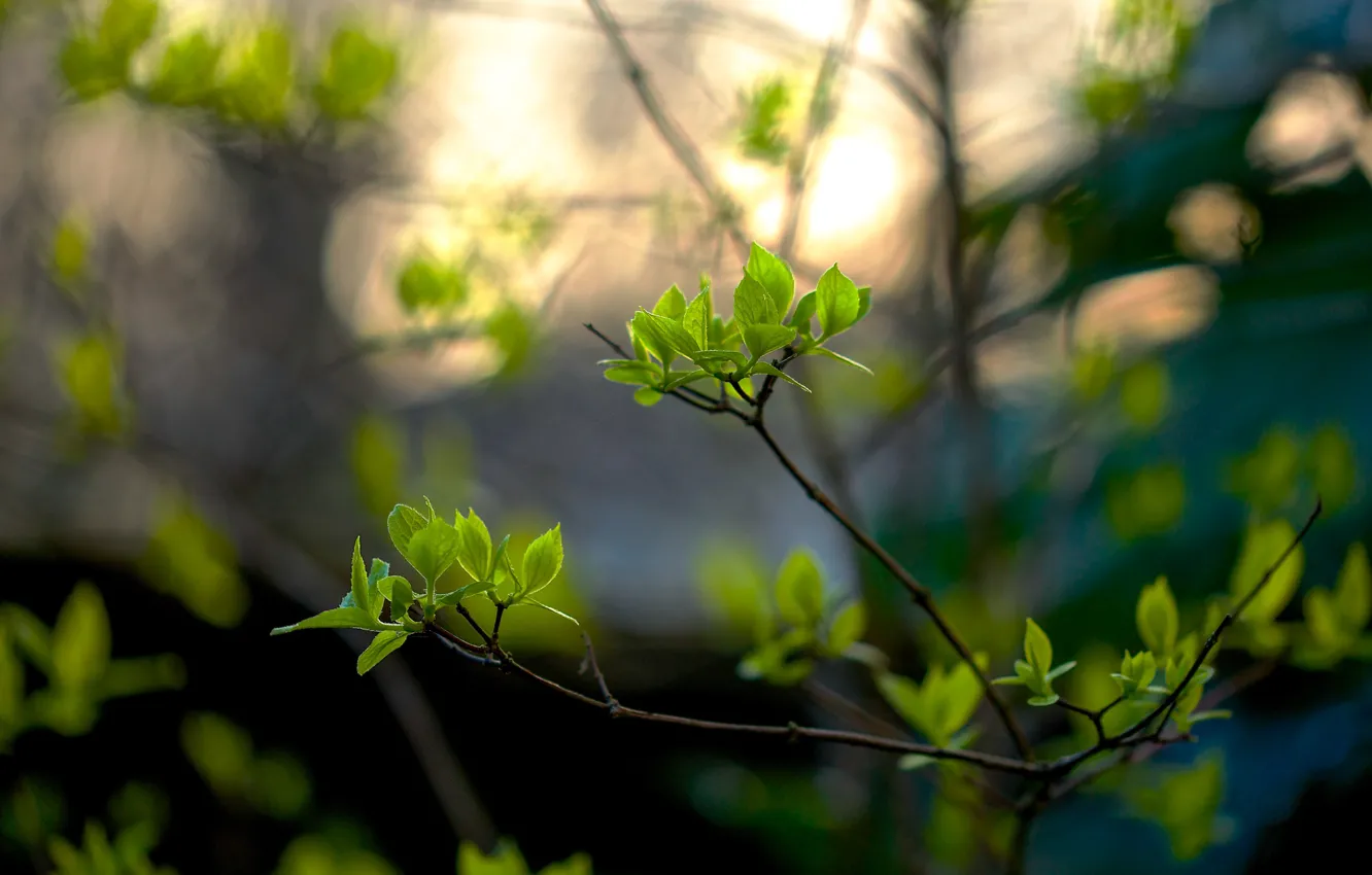 Photo wallpaper leaves, bokeh, spring, branches