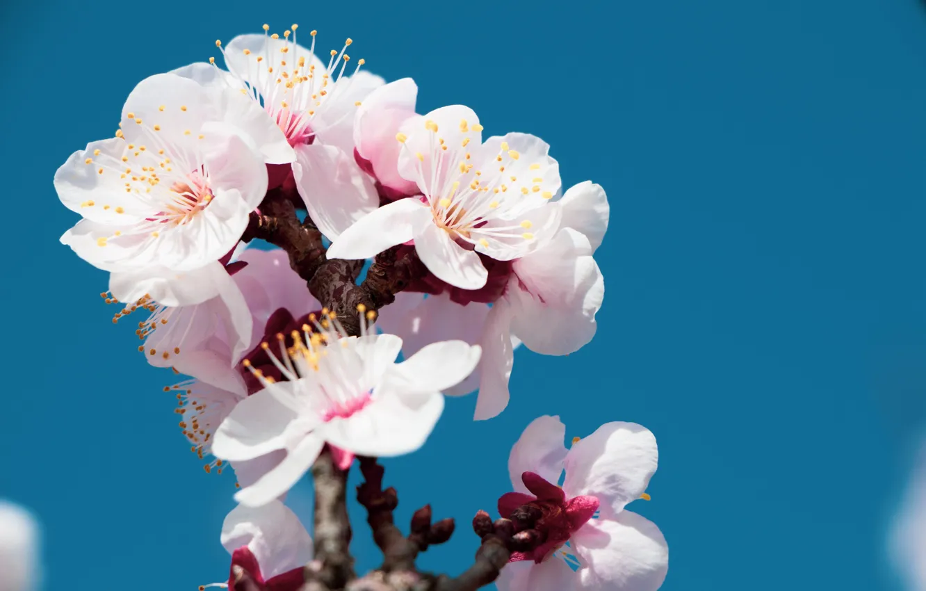 Photo wallpaper flowers, spring, cherry blossom