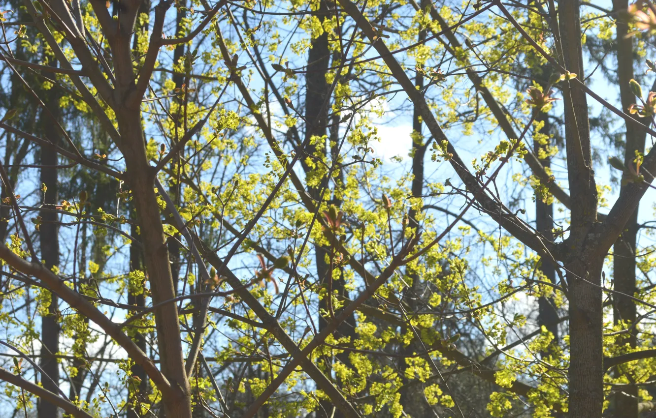 Photo wallpaper the sun, trees, flowers, tree, spring, day, buds, spring