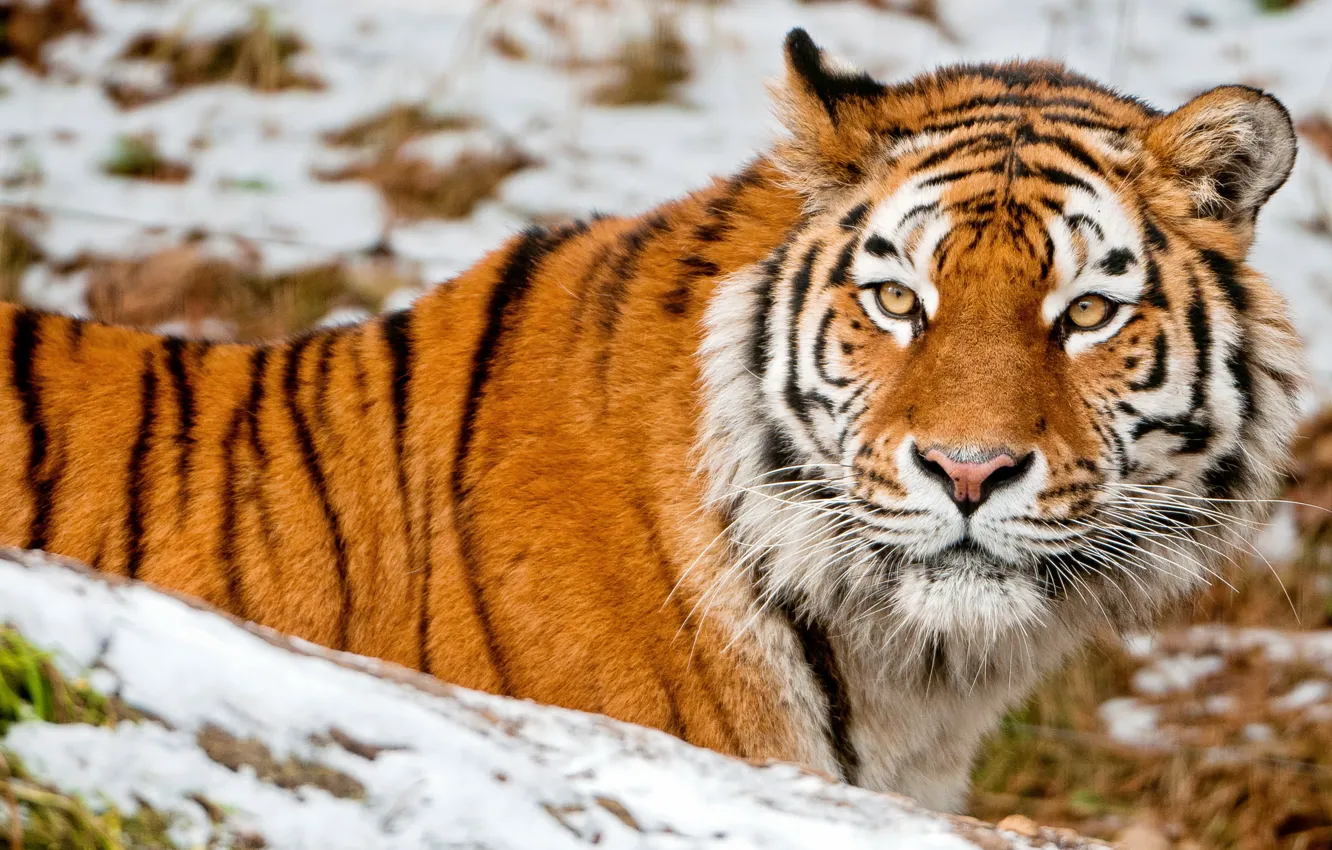 Photo wallpaper look, face, snow, tiger, animal