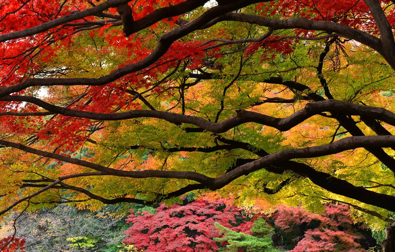 Photo wallpaper autumn, leaves, trees, Park, Japan, garden, Tokyo, Shinjuku