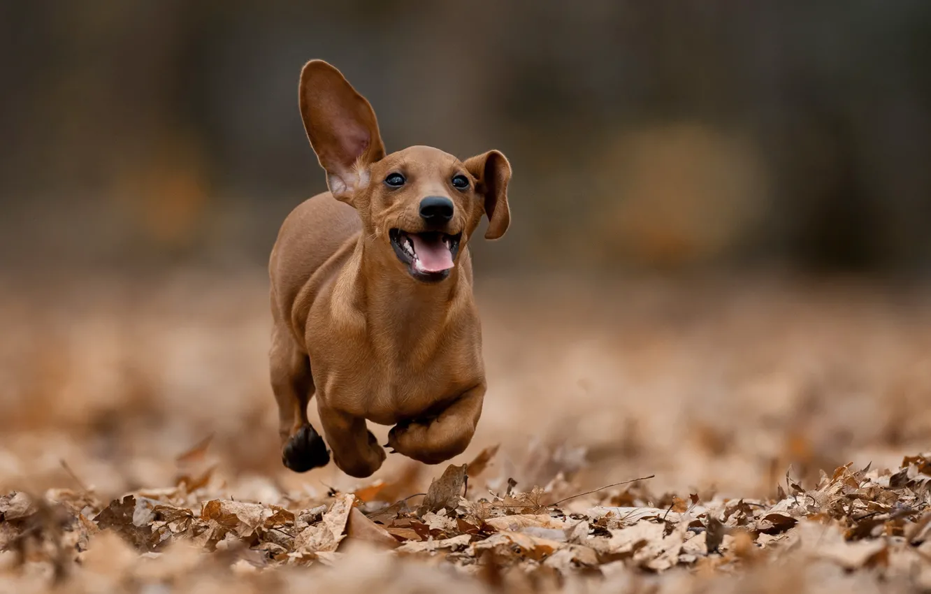 Photo wallpaper autumn, dog, walk, ears, bokeh, fallen leaves, Dachshund, run