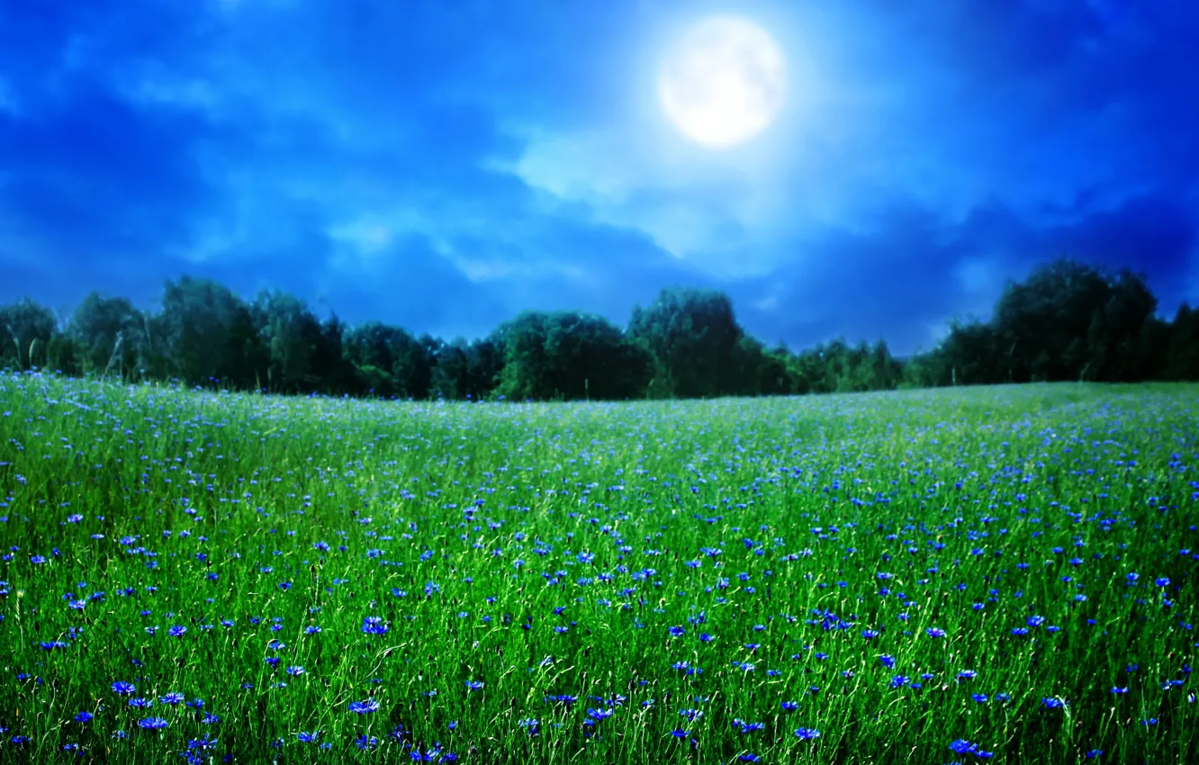 Photo wallpaper field, landscape, sunset, flowers, nature, cornflowers
