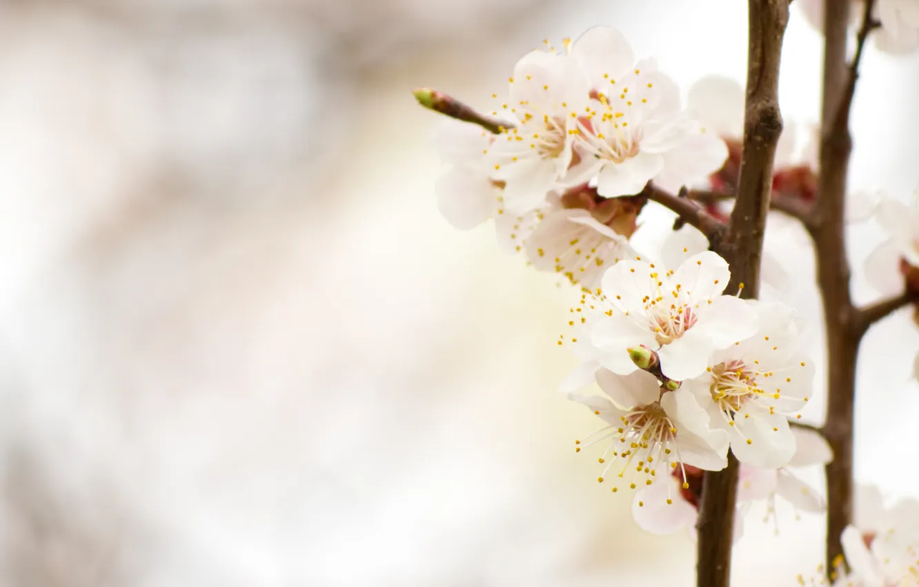 Photo wallpaper trees, flowers, nature, petals, bokeh