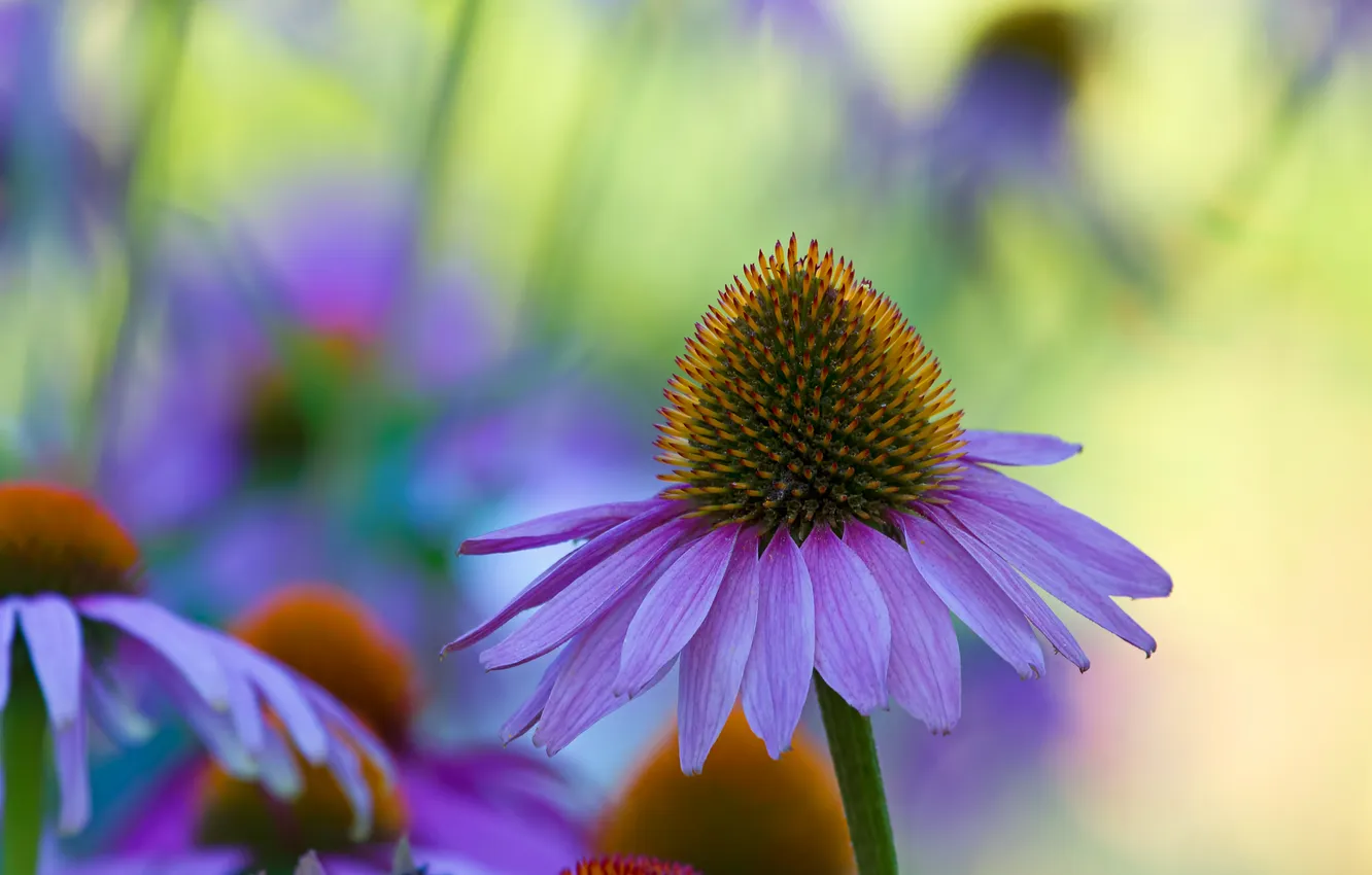 Photo wallpaper flowers, nature, petals, Echinacea
