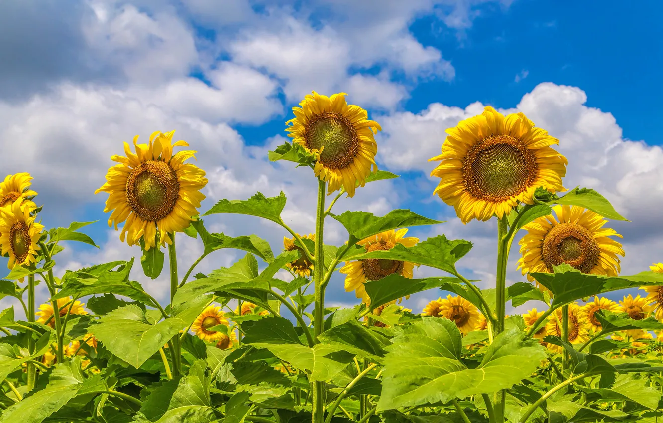 Photo wallpaper field, the sky, leaves, clouds, flowers, sunflower, petals