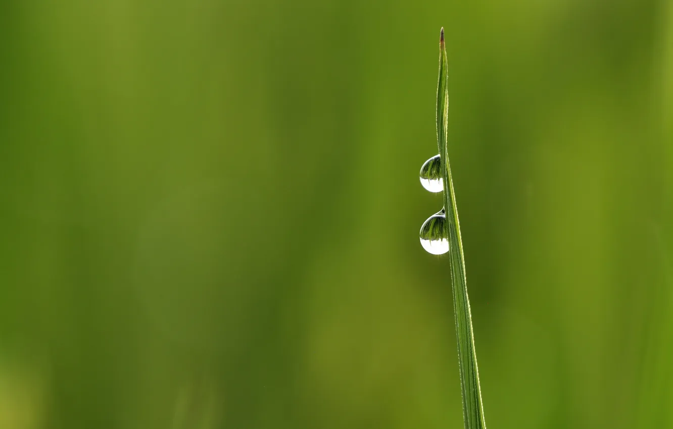 Photo wallpaper grass, drops, minimalism