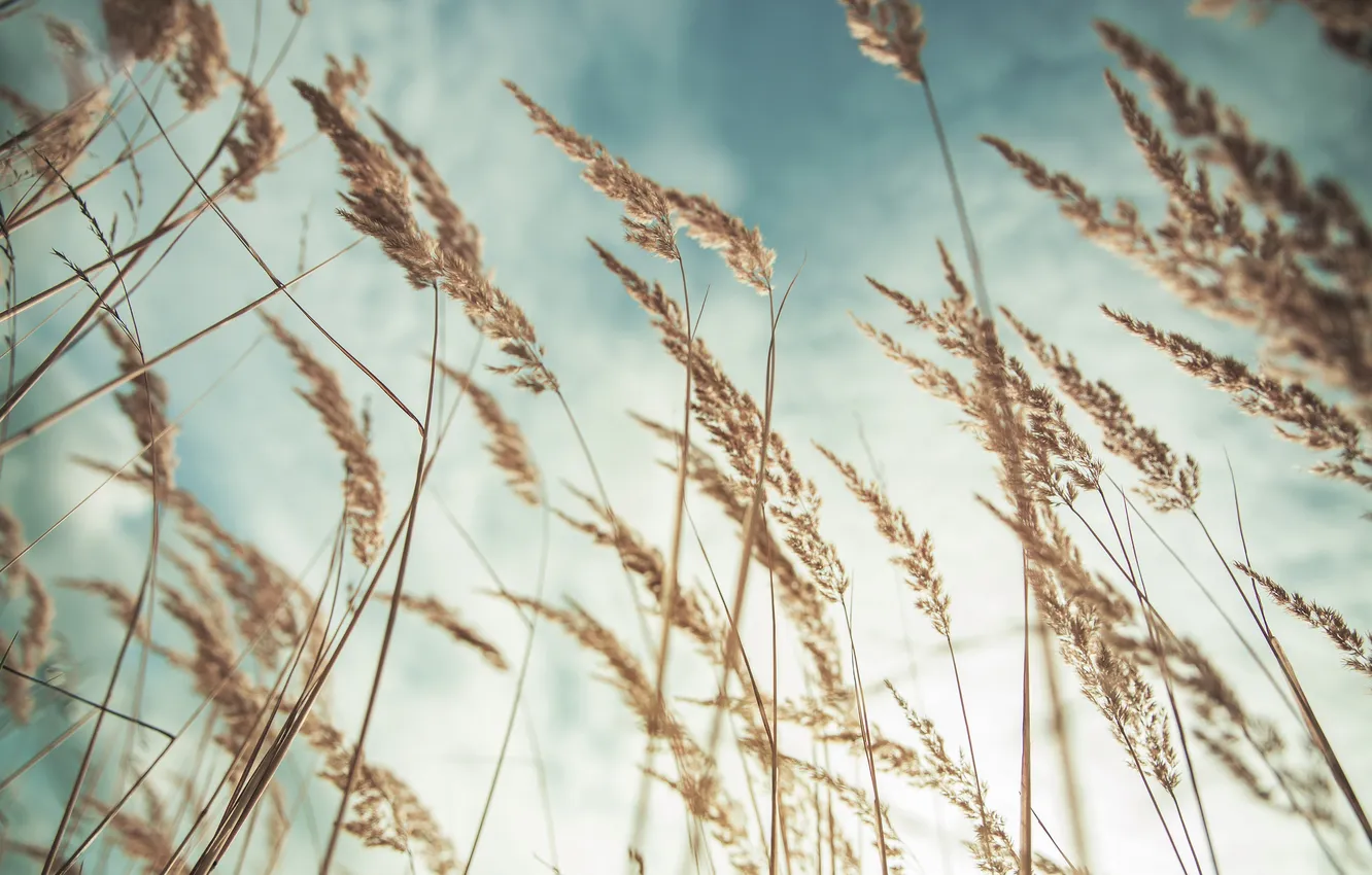Photo wallpaper summer, the sky, grass, clouds, macro, spikelets, shooting, Dry