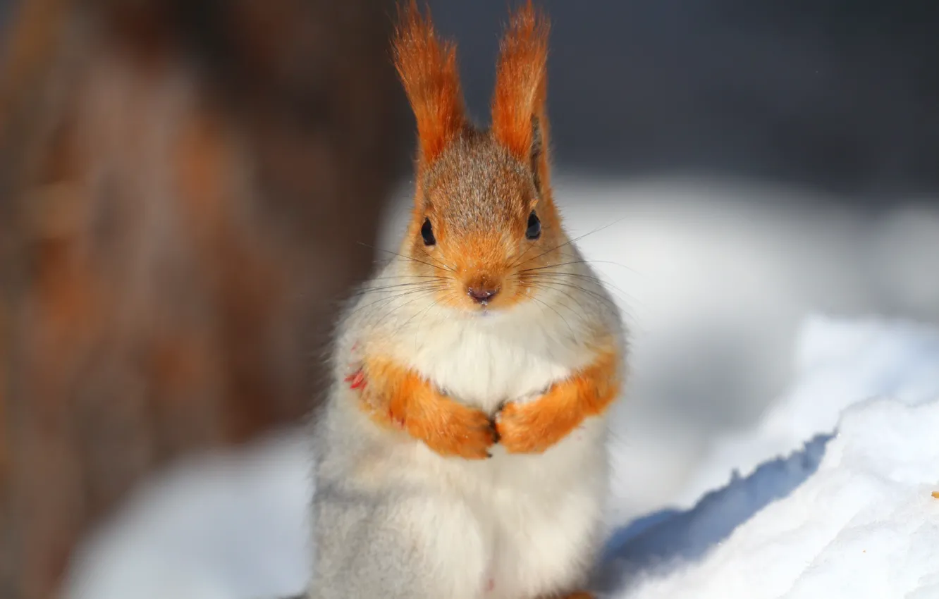 Photo wallpaper mustache, snow, squirrel