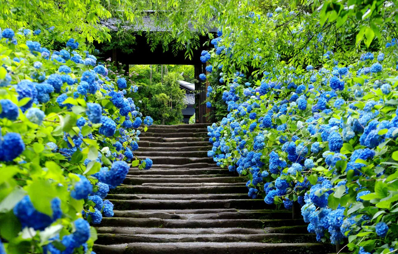Photo wallpaper flowers, gate, Japan, ladder, Kamakura
