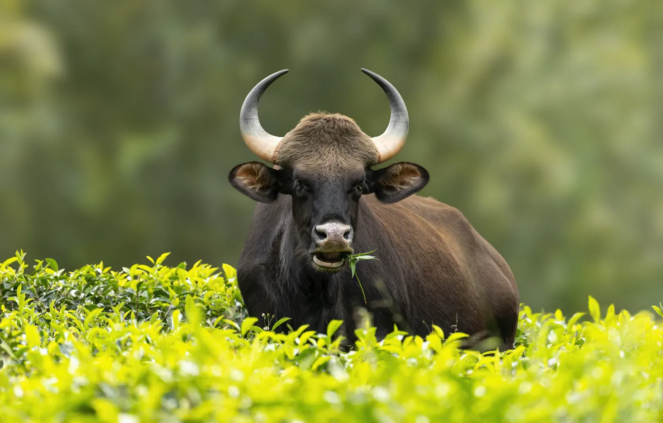 Photo wallpaper greens, summer, look, face, leaves, glade, portrait, cows