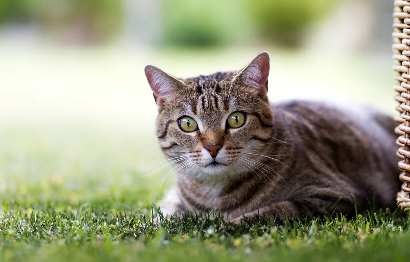 Photo wallpaper cat, eyes, lawn