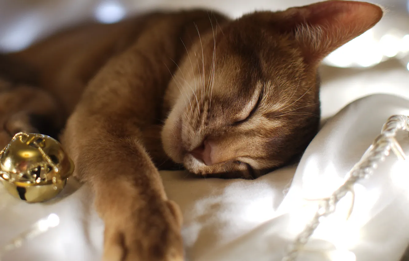 Photo wallpaper cat, cat, new year, sleep, ball, sleeping, fabric, garland
