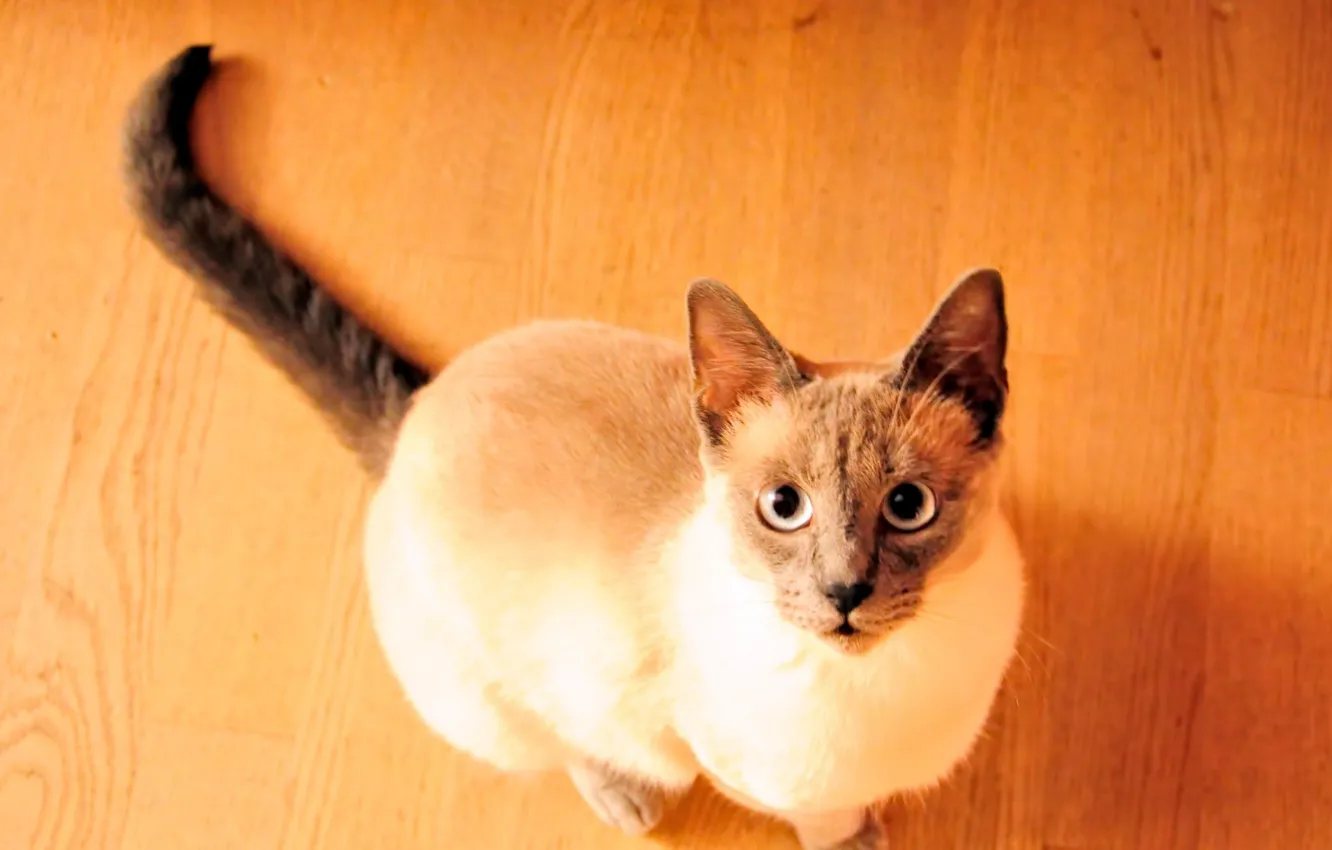 Photo wallpaper cat, look, floor