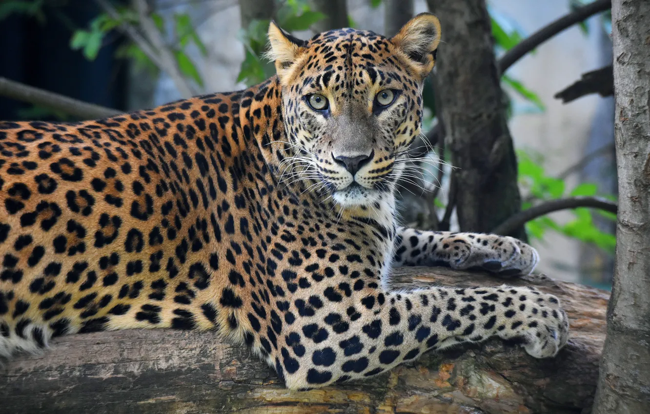 Photo wallpaper look, face, trees, pose, paws, leopard, lies, log