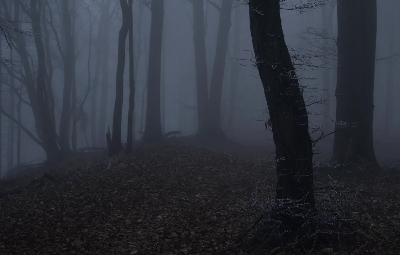 Photo wallpaper forest, trees, night, nature, fog, twilight, Niklas Hamisch