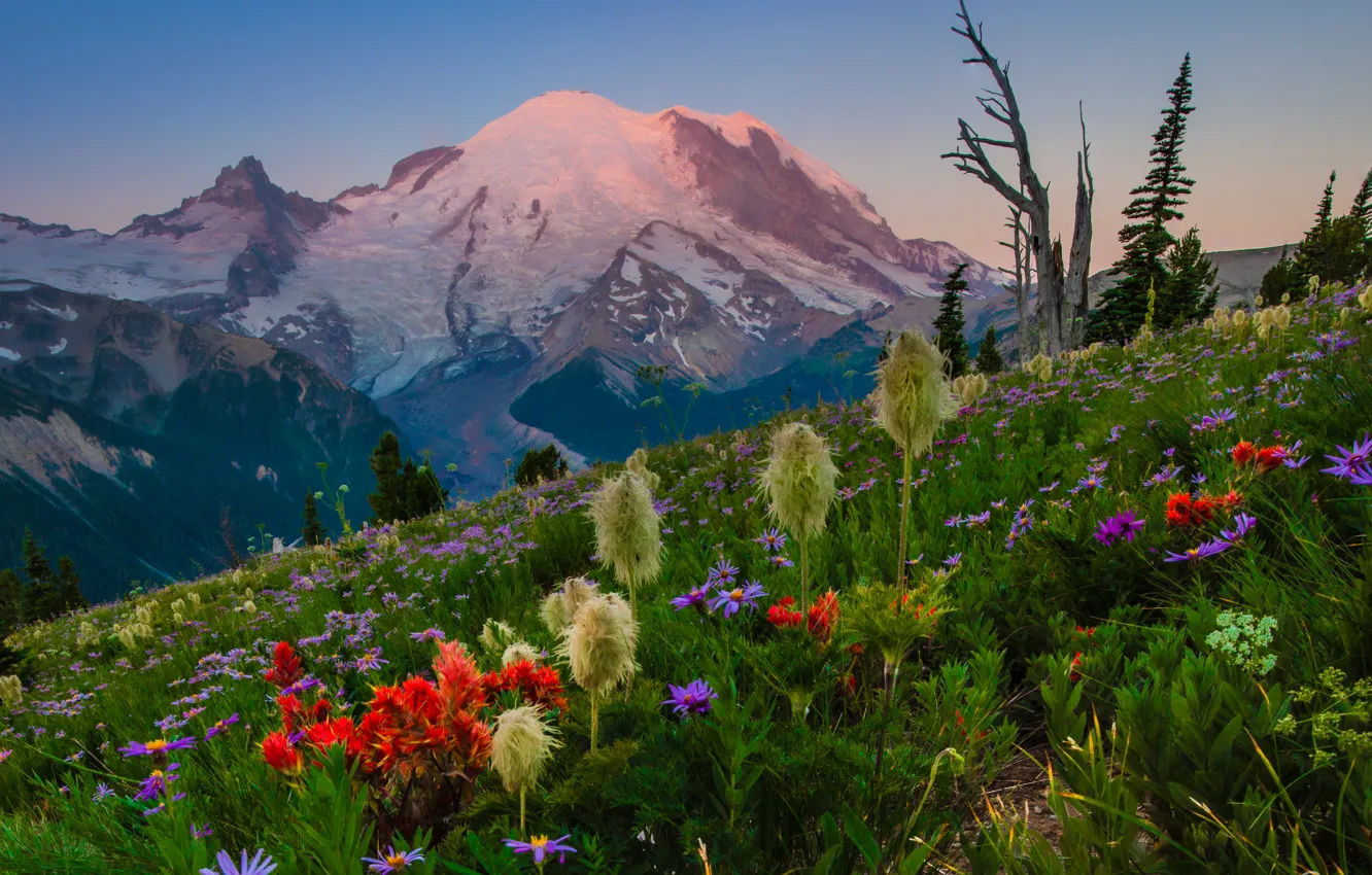 Photo wallpaper flowers, mountains, meadow, Mount Rainier National Park, National Park mount Rainier, Mount Rainier, The cascade …