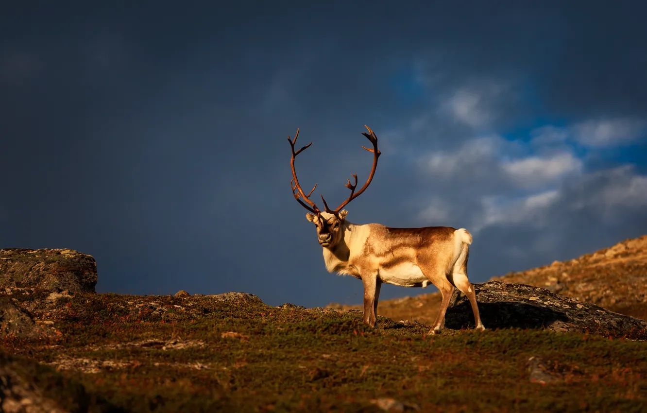 Photo wallpaper the sky, clouds, light, clouds, nature, hills, deer, reindeer