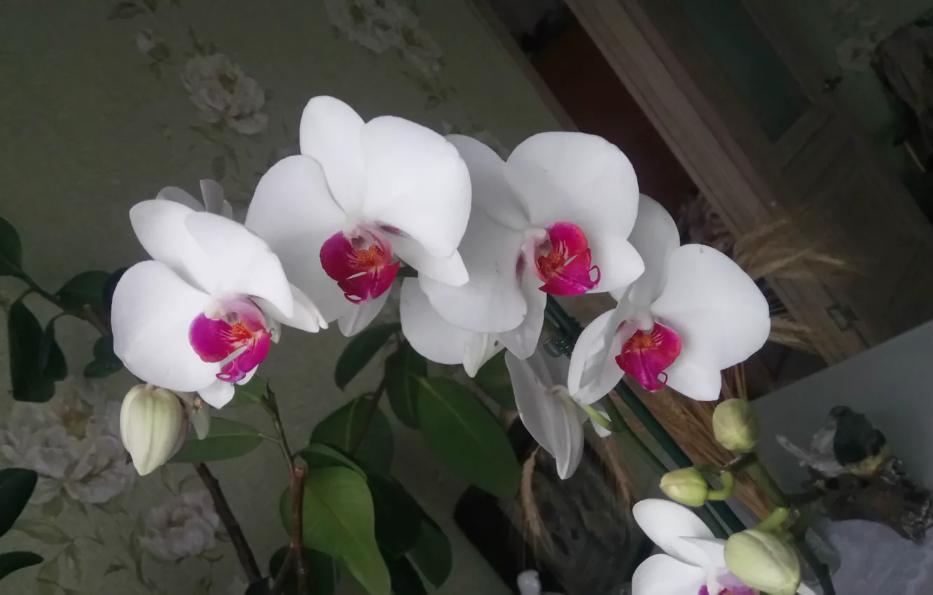 Photo wallpaper White, Orchid, On color