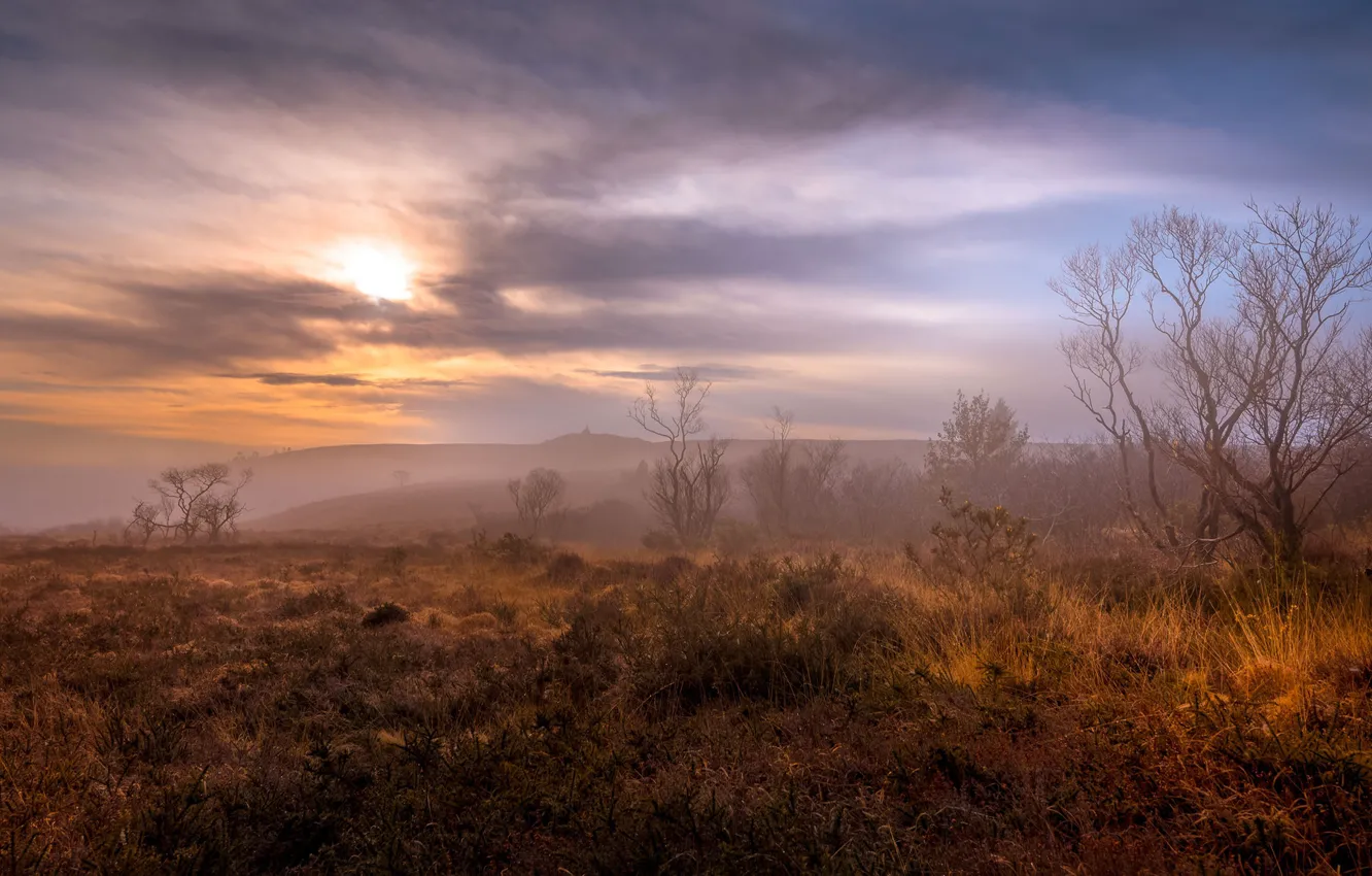 Photo wallpaper field, autumn, the sky, the sun, clouds, trees, branches, fog