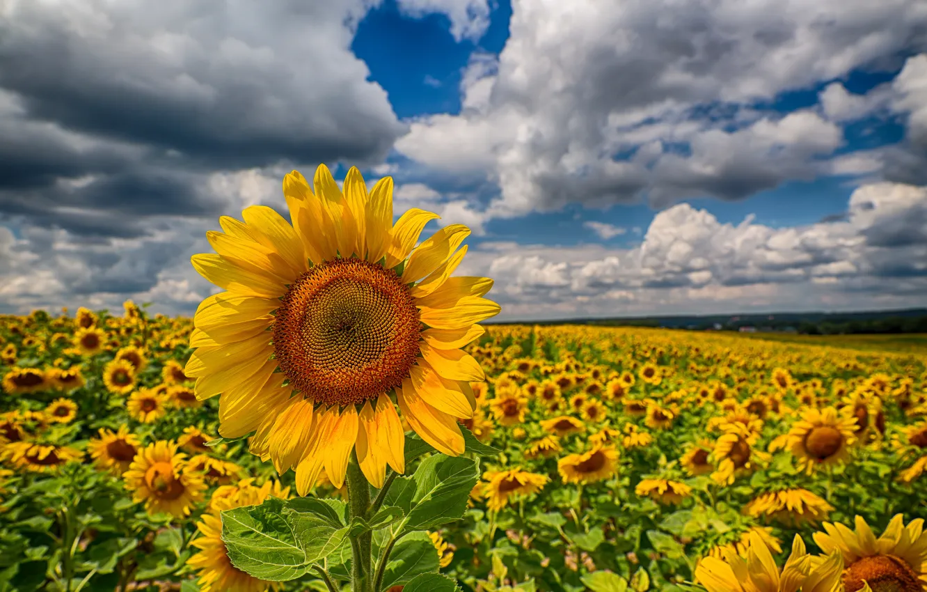 Photo wallpaper field, clouds, sunflowers