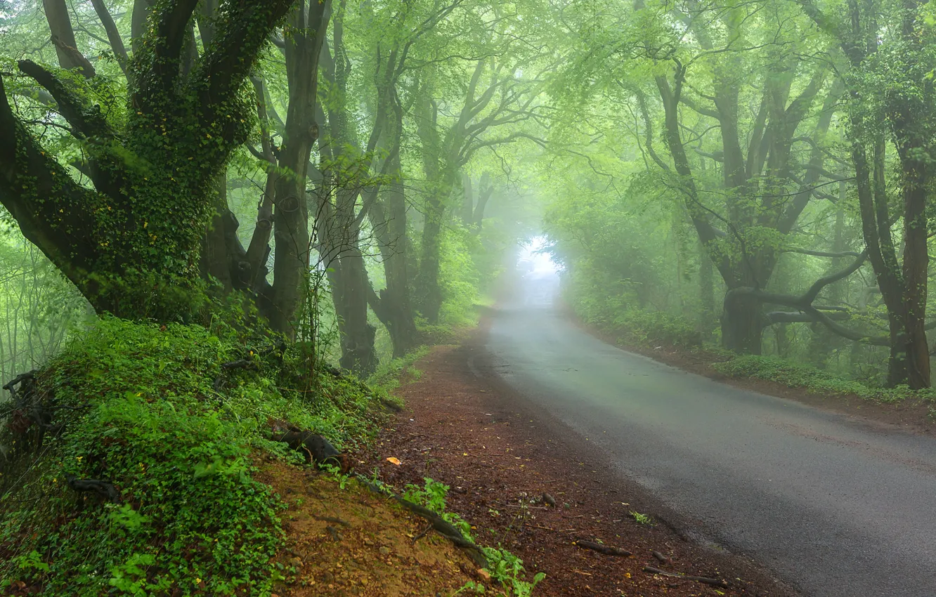 Photo wallpaper road, forest, fog, Nature, spring, haze