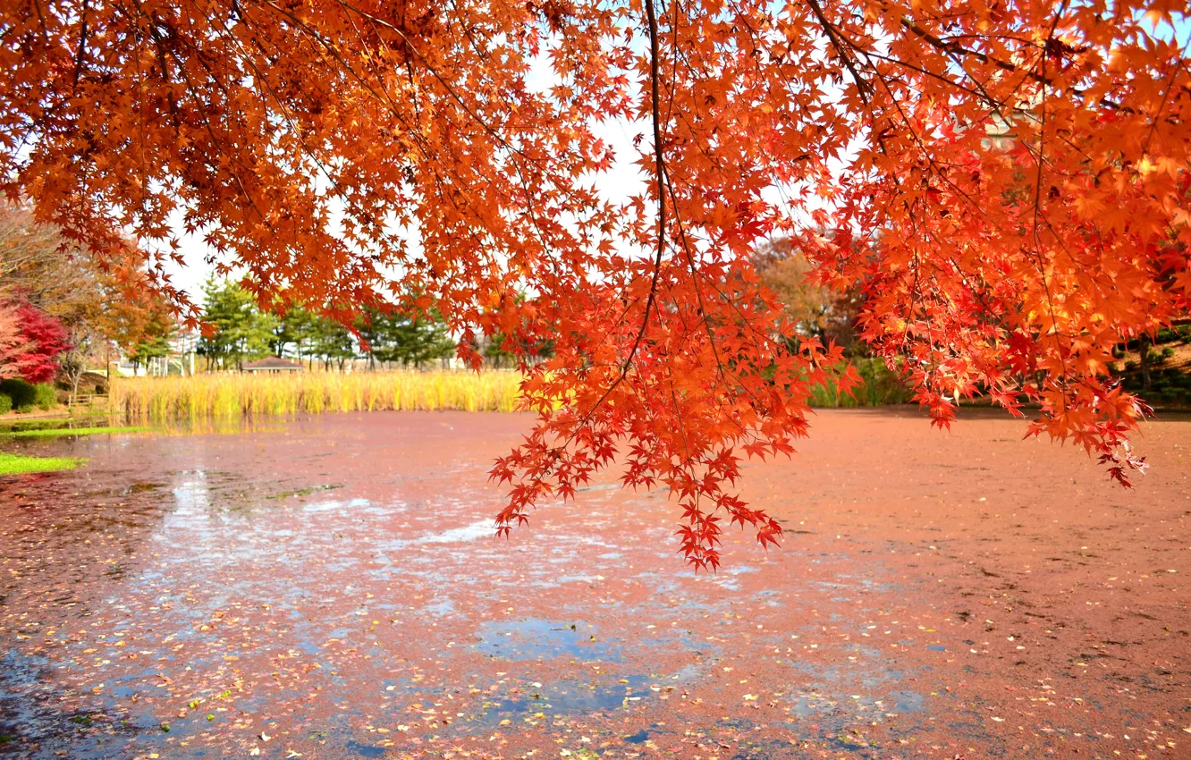 Photo wallpaper autumn, leaves, trees, lake, pond