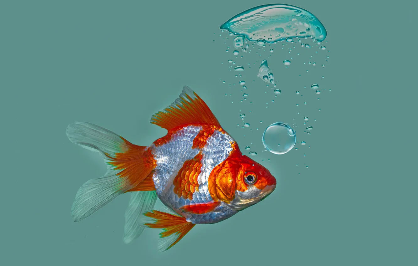Photo wallpaper bubbles, background, fish, Goldfish, Riukin