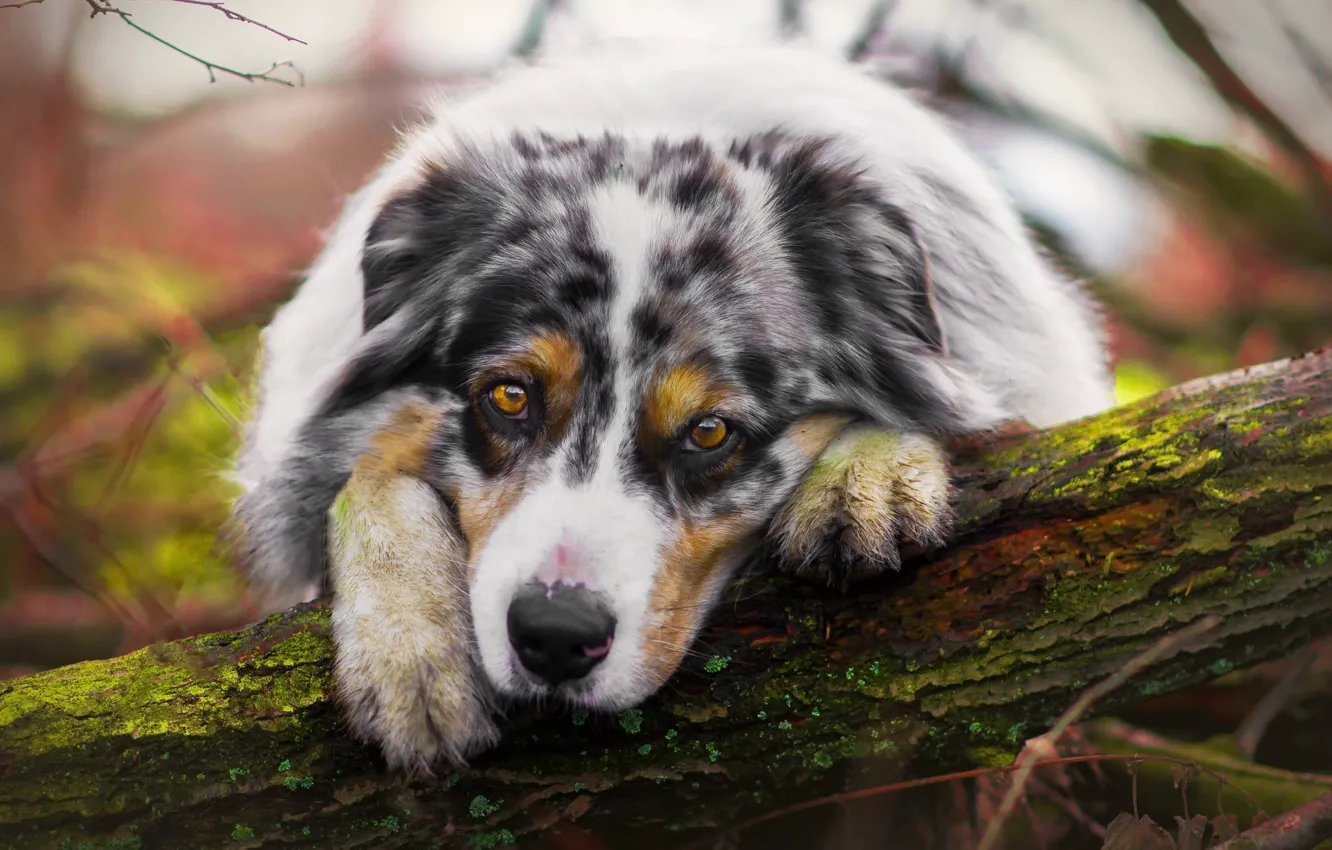 Photo wallpaper sadness, look, dog