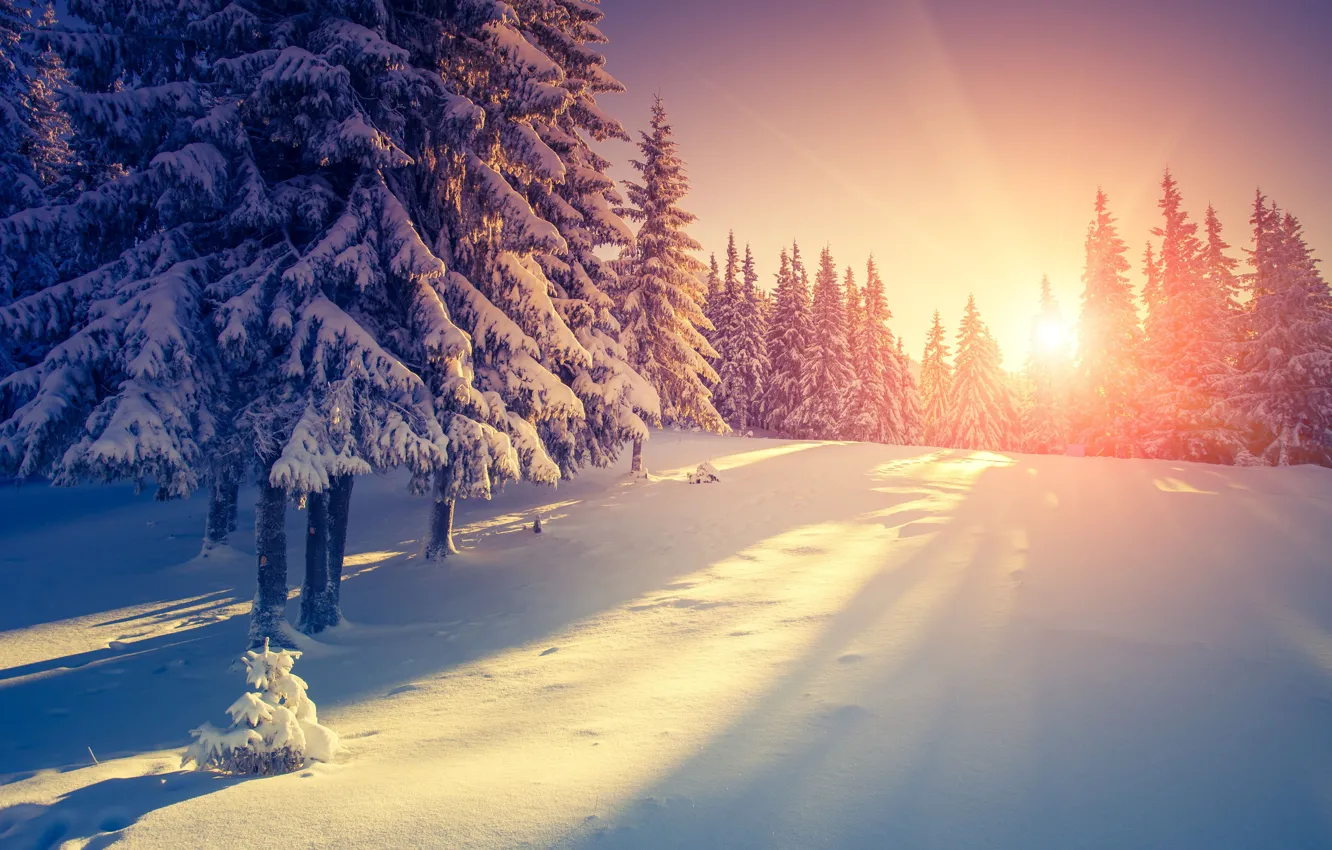 Photo wallpaper Sunset, The sun, Winter, Snow, Tree, Ukraine, Sunset, Ukraine