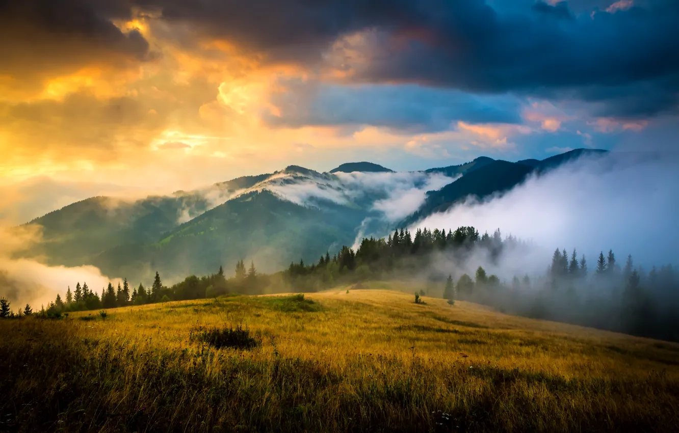 Photo wallpaper forest, grass, clouds, trees, mountains, fog, meadow, Ukraine