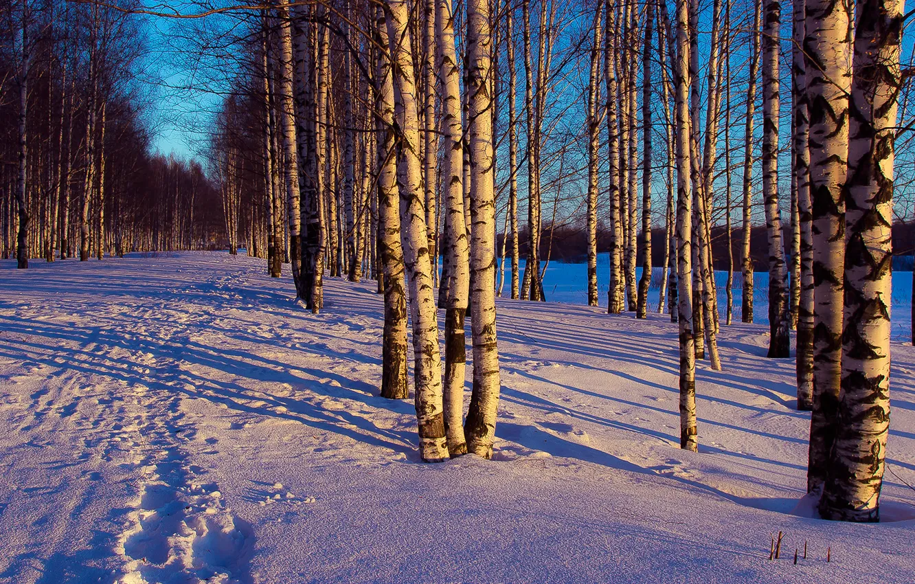 Photo wallpaper winter, forest, snow, trees, landscape, traces, the evening