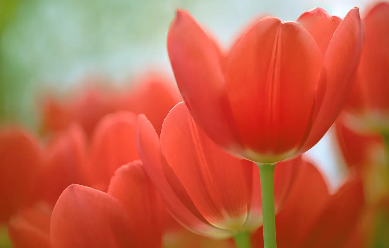 Photo wallpaper flowers, background, tulips