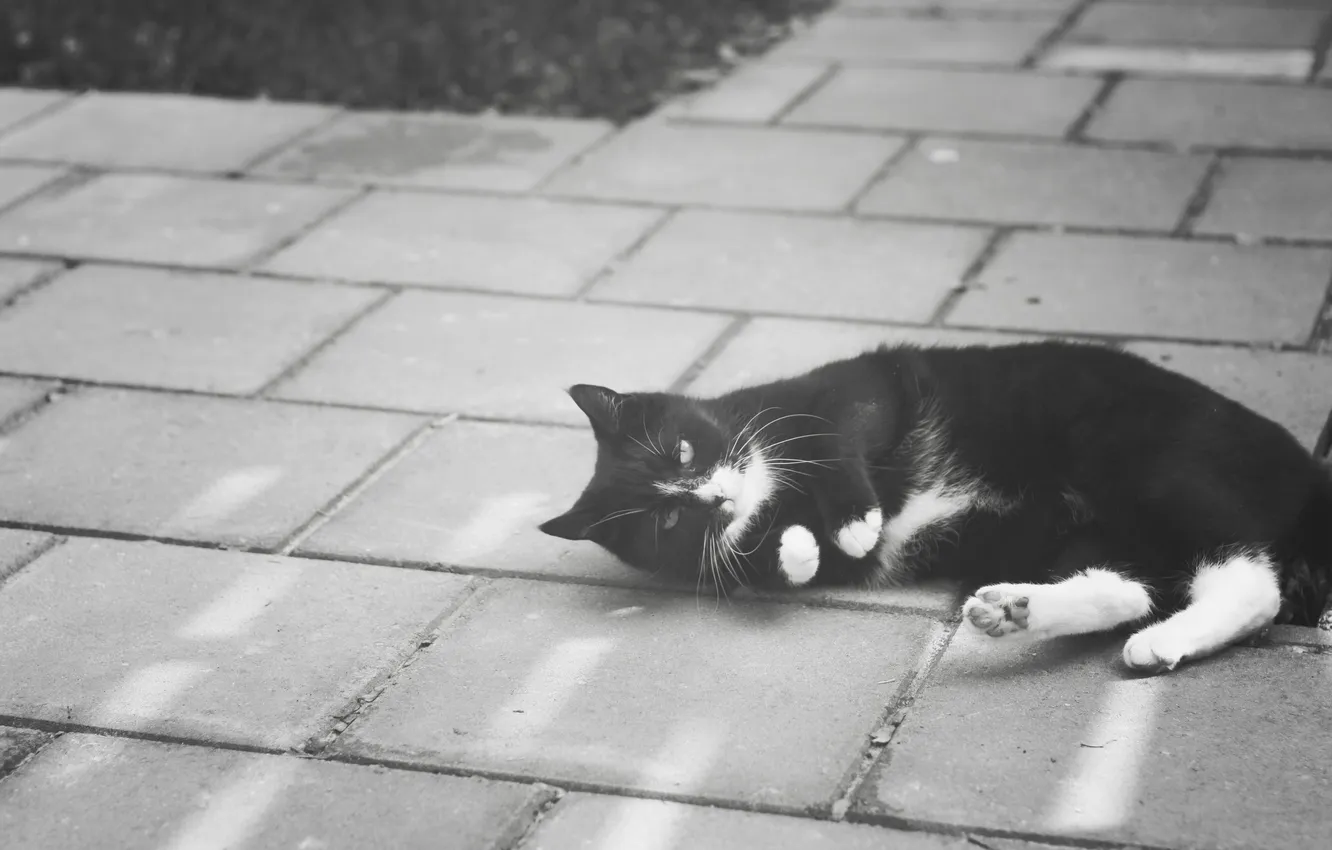 Photo wallpaper cat, cat, mustache, street, wool, lies, black and white