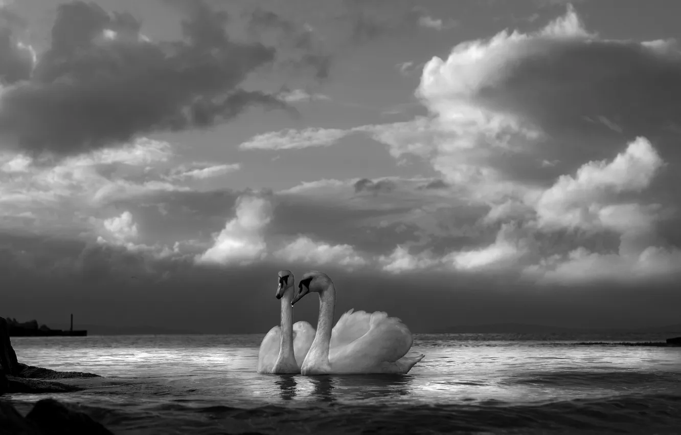 Photo wallpaper night, lake, swans