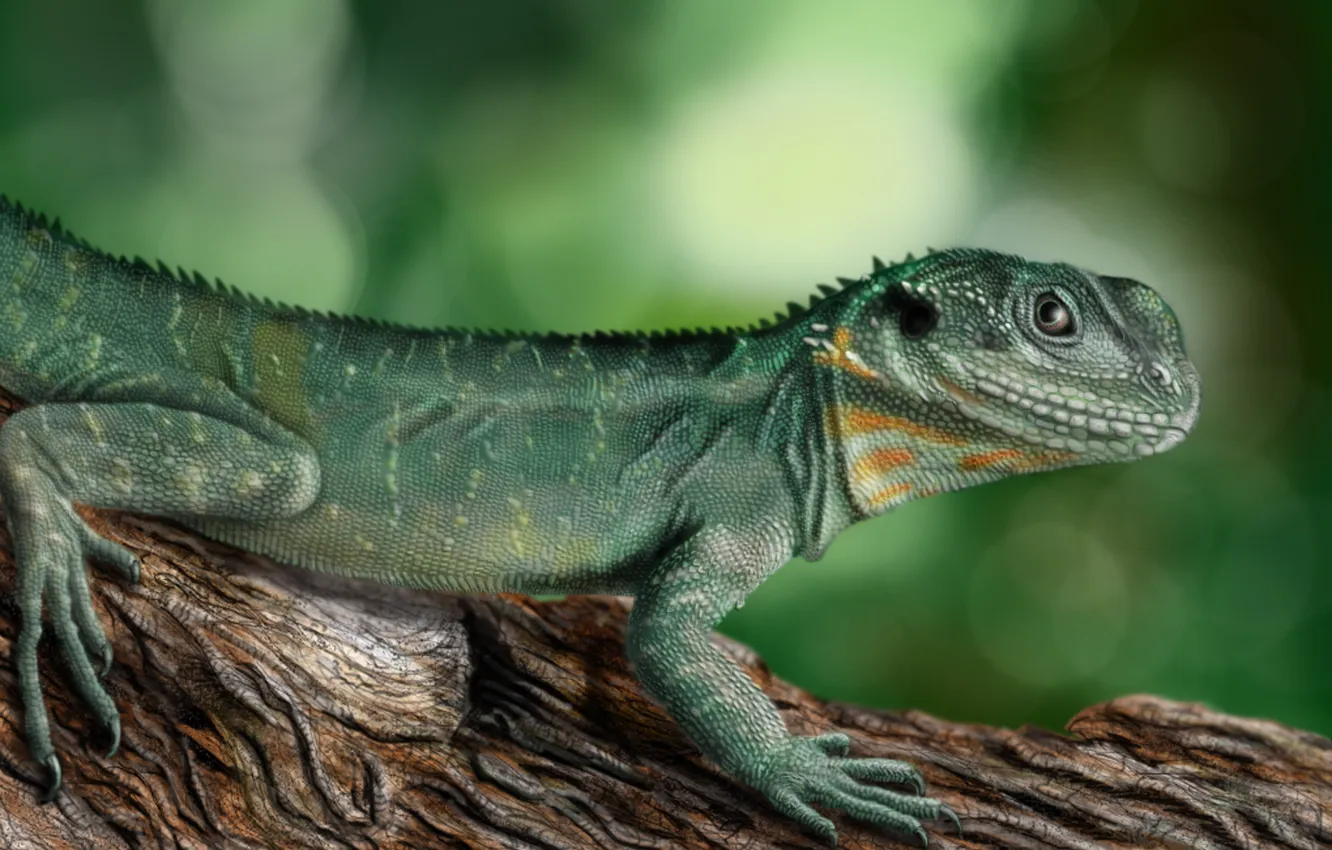 Photo wallpaper green, lizard, physignathus lesueurii